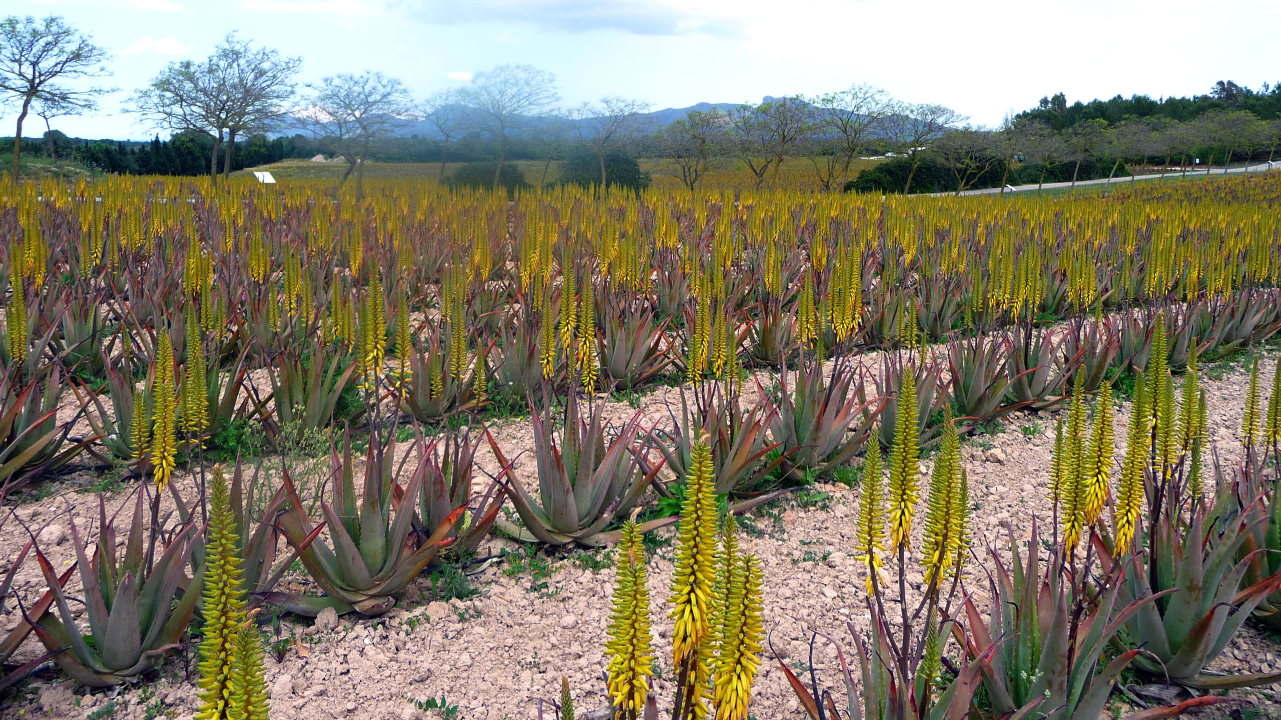 Die Aloe Vera de Mallorca Farm liegt etwas landeinwärts bei Santa Margalida ca. 15 Autominuten vom Ferienort Can Picafort.