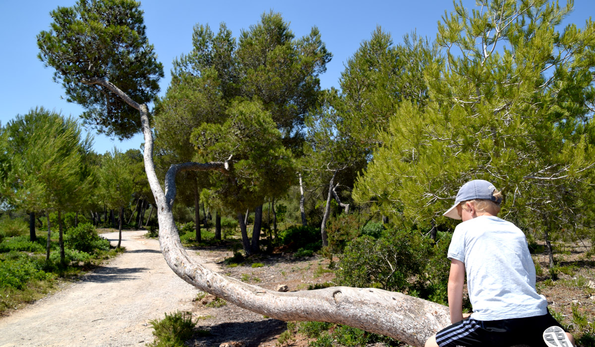 Son Real auf Mallorca ist ein wunderschönes Landgut auf dem man sogar wilde Schildkröten sehen kann. Es schöner Ausflugtipp.